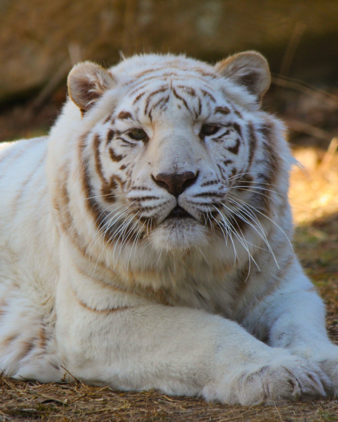 Zoo says goodbye to beloved tiger