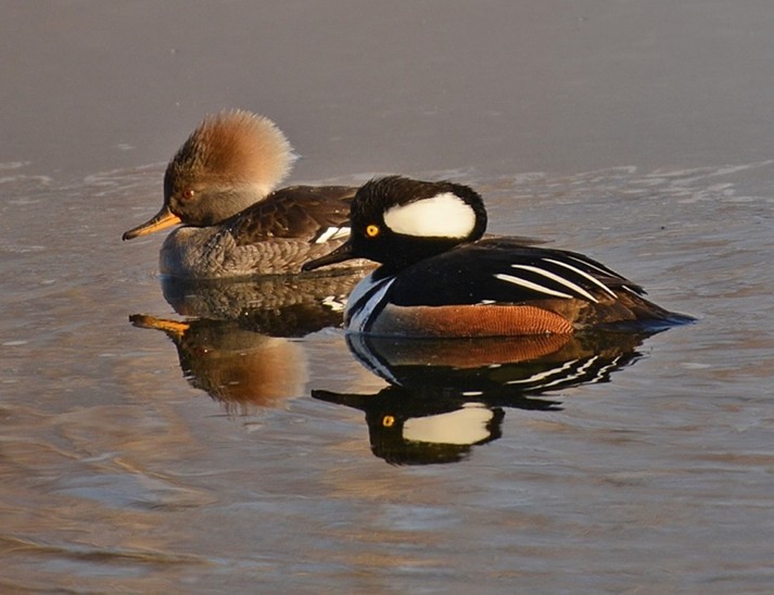 Wild life in Mendon … not the bar scene