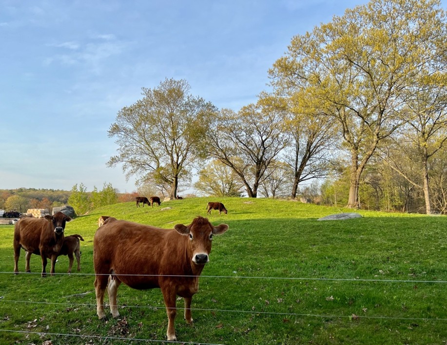 Meet the Mendon farmers — food, flowers and more